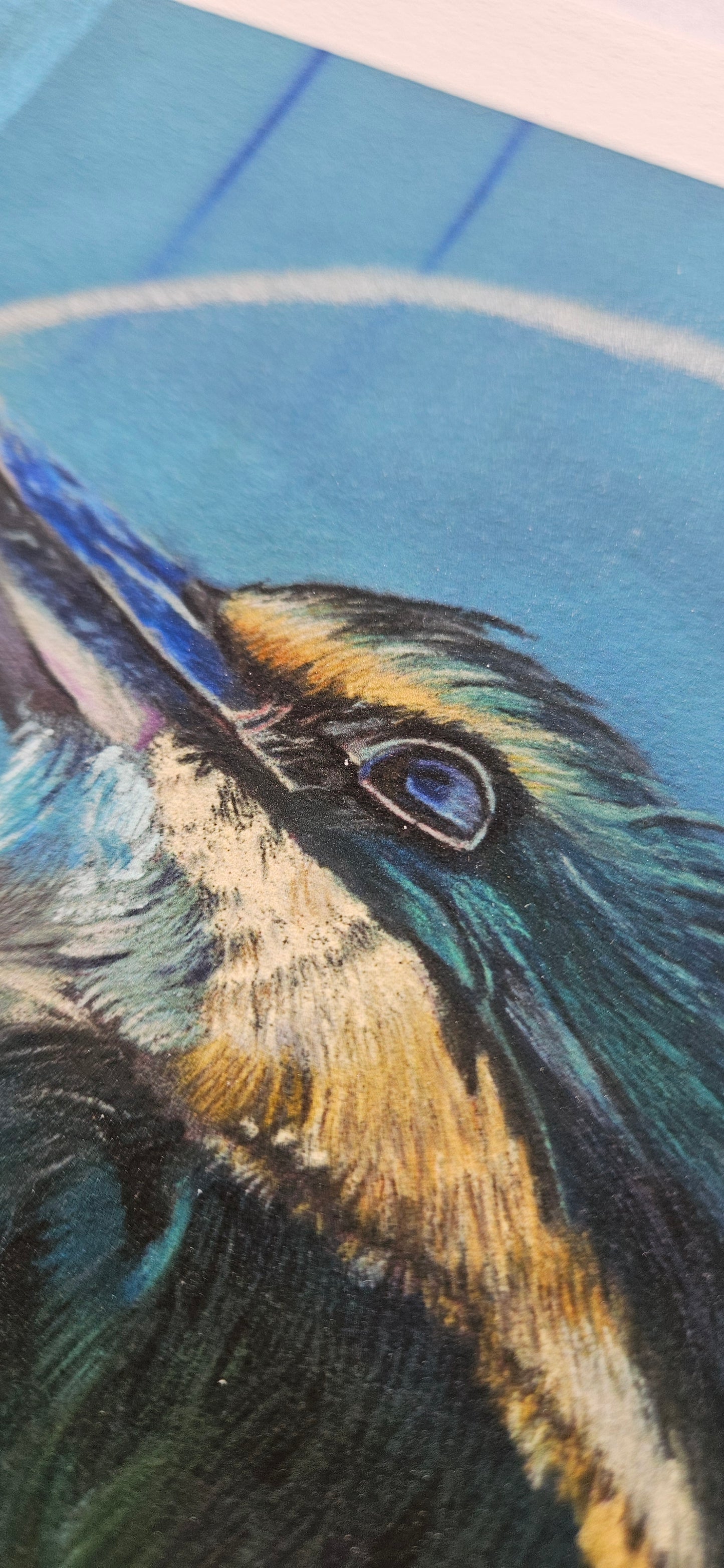 Kotare Sacred Kingfisher eye close up
