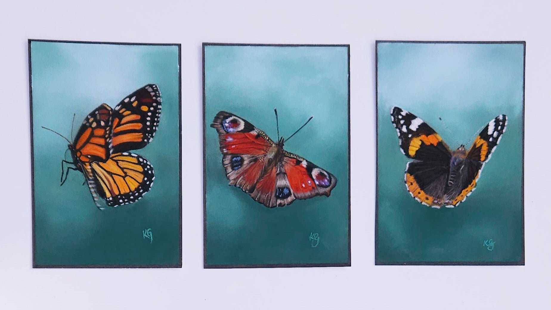 Three framed illustrations of butterflies on a light blue background
