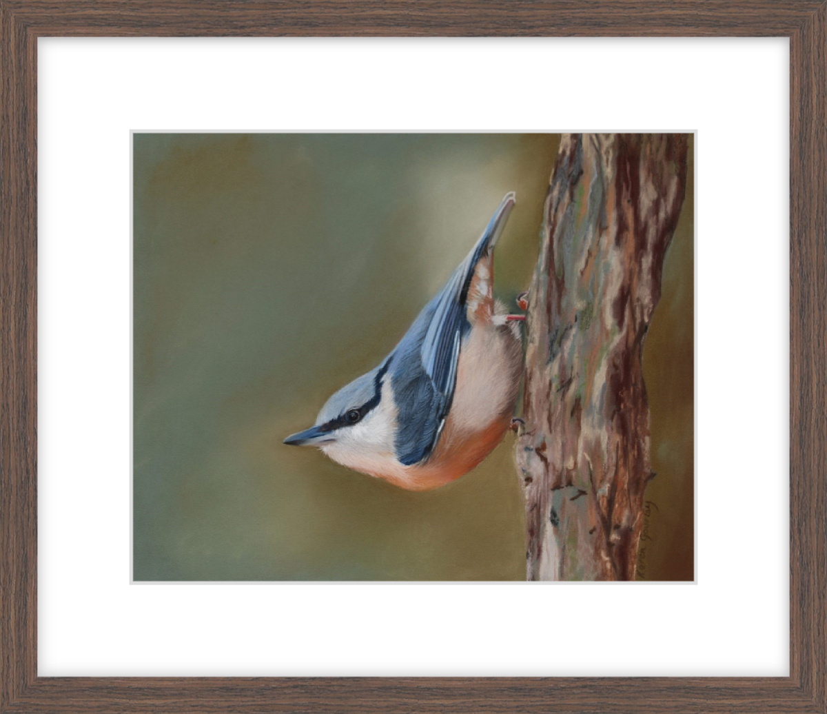 Nuthatches Pause