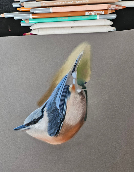 Nuthatch drawing