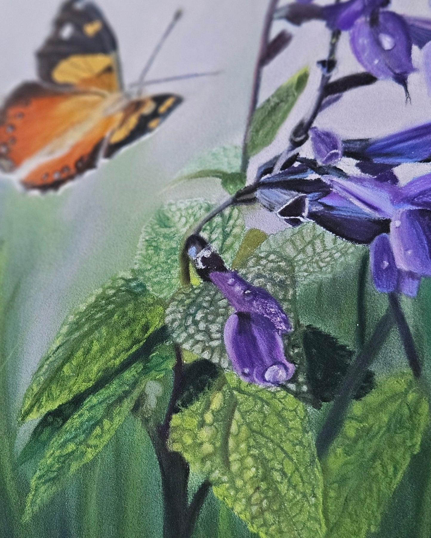 Seraphines Song close up of Salvia