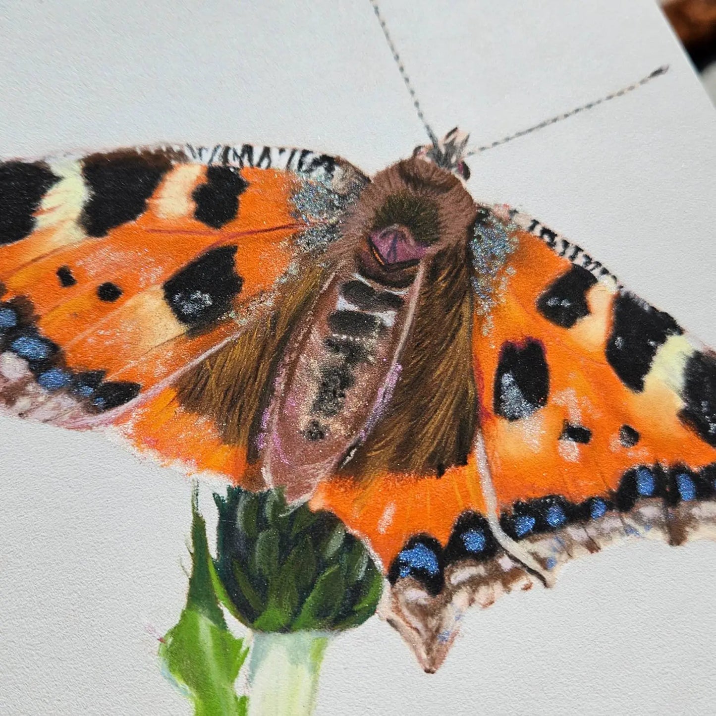 Small Tortoiseshell Butterfly Painting Karen Gourley Artist