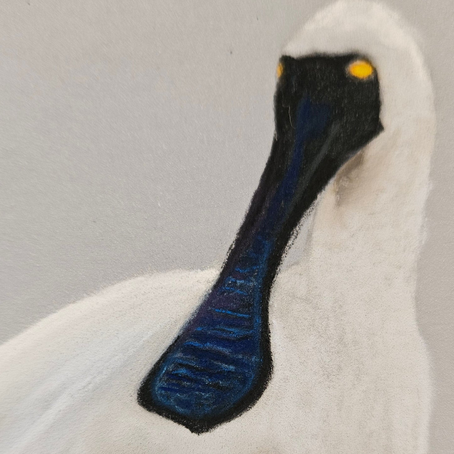 Spoonbill