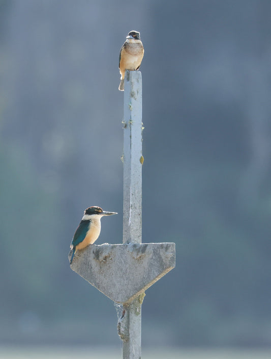 Kotare_kingfisher_Christchurch_New_Zealand