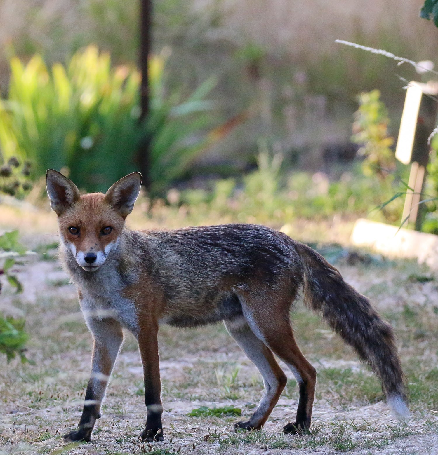 Wild fox encounter photographed by wildlife artist Karen Gourley