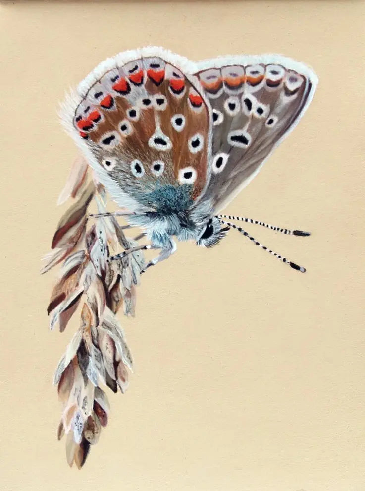 Common Blue Butterfly Painting Karen Gourley Artist