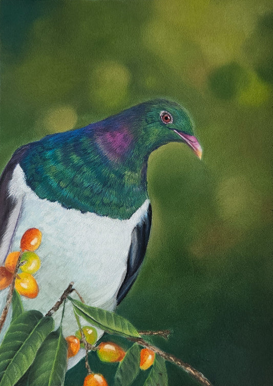A Place to Pause, a soft pastel kererū (NZ wood pigeon) fine art print by Karen Gourley Artist