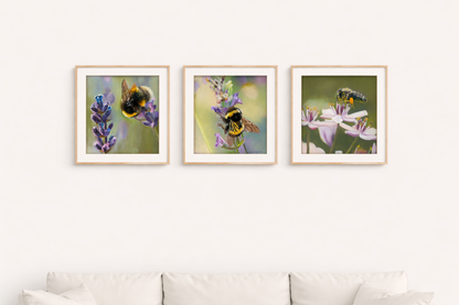 Honey Bee Fine Art Print
