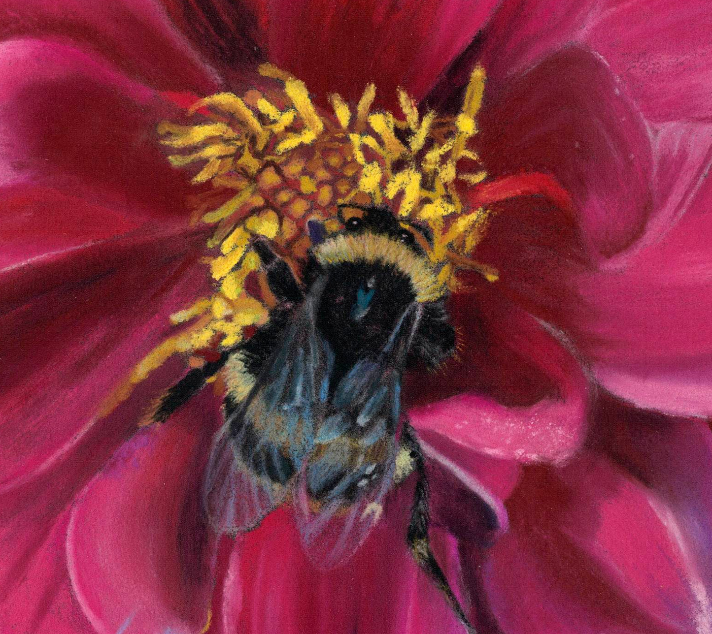Dahlia Delight original soft pastel painting by Karen Gourley — rich pink dahlia petals with a bumblebee nestled at the centre