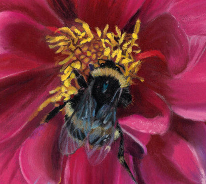 Dahlia Delight original soft pastel painting by Karen Gourley — rich pink dahlia petals with a bumblebee nestled at the centre