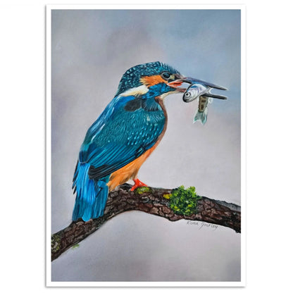 Unframed Rivers Jewel fine art print on cotton etching rag paper, kingfisher artwork by Karen Gourley Artist