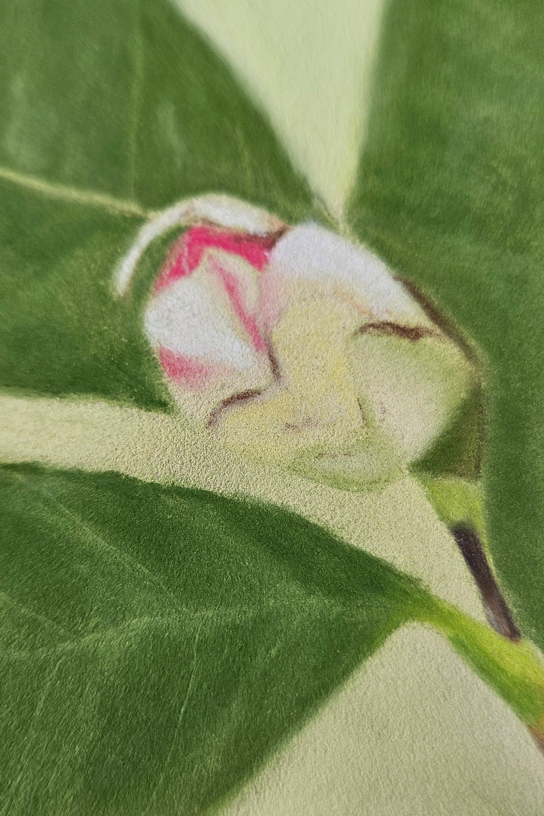 Close-up of a pink flower bud on green leaves with a blurred background