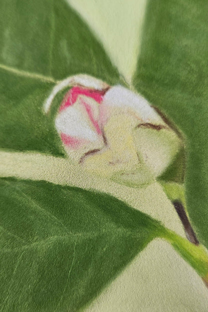 Close-up of a pink flower bud on green leaves with a blurred background