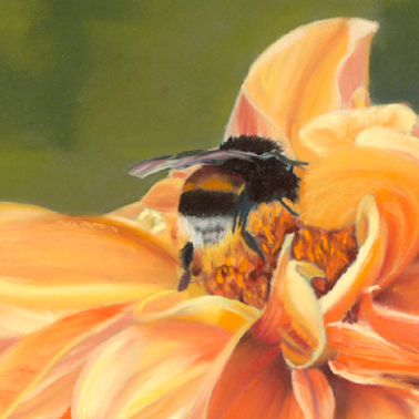 A square painting of a bumblebee on a large orange and yellow dahlia flower, set against a soft green background. The artwork is presented with a white border.