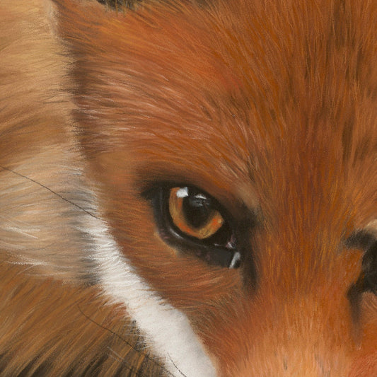 Close-up detail of Where Our Paths Cross by Karen Gourley – fox in soft pastel showing orange-brown fur and white markings