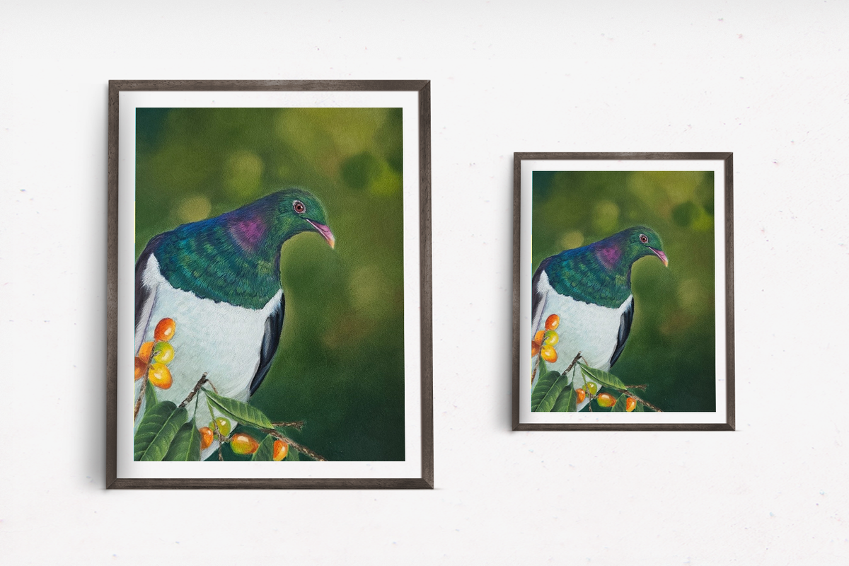 A Place to Pause, a soft pastel kererū (NZ wood pigeon) fine art print by Karen Gourley, shown in two sizes
