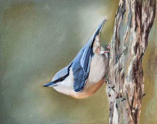 A nuthatch on a tree branch