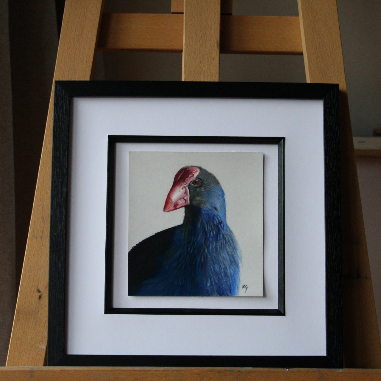 Pukeko framed on easel