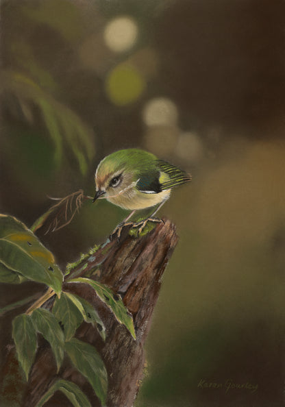 Gathering, a soft pastel titipounamu (rifleman) fine art print by Karen Gourley Artist