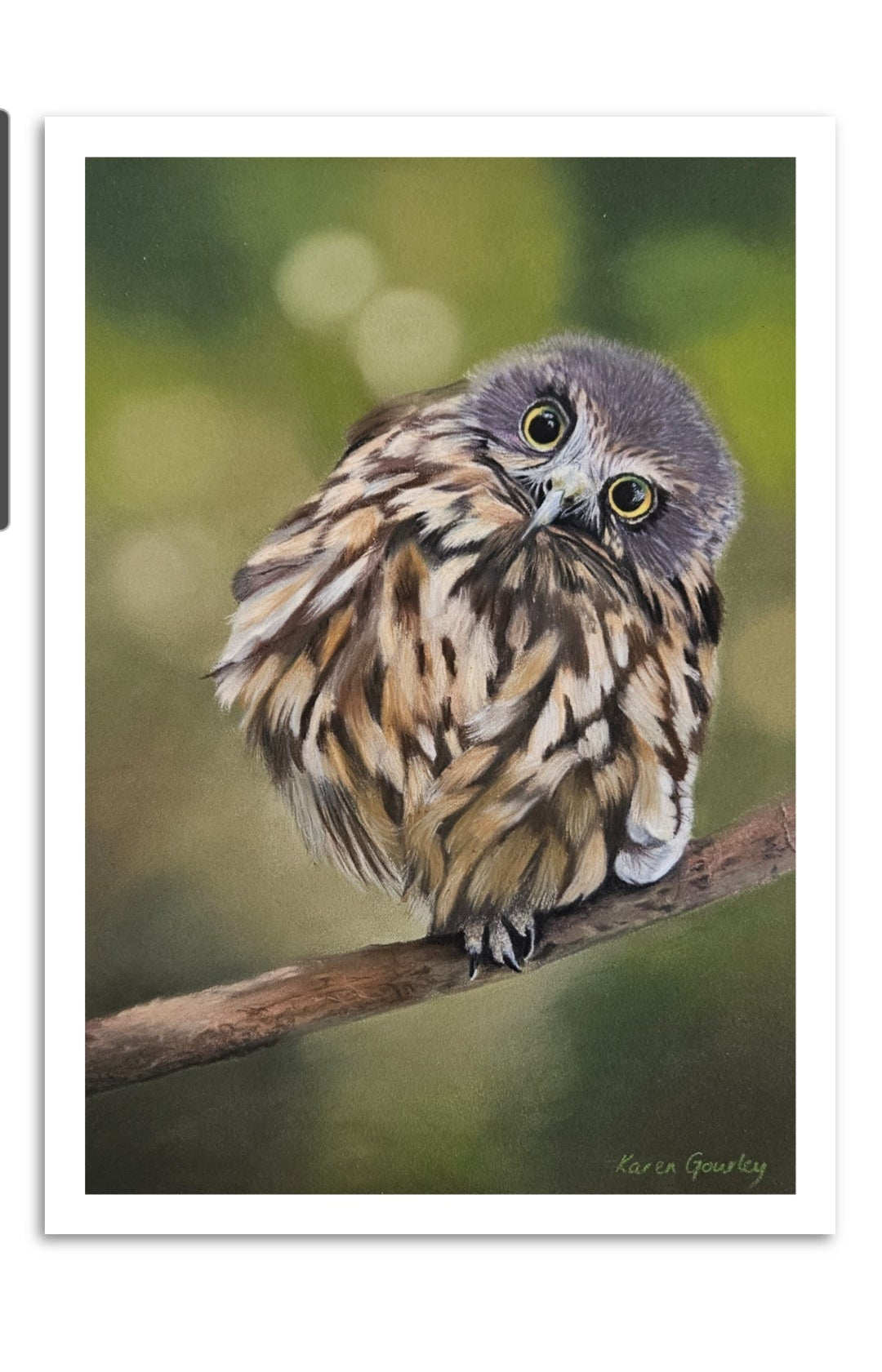 Wide Awake ruru (morepork) fine art print on paper with a white border, by Karen Gourley Artist