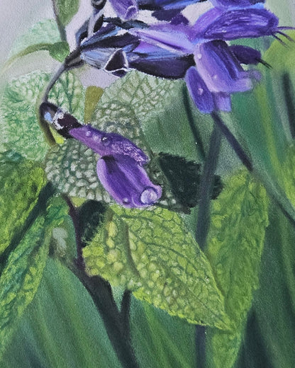 Seraphines Song close up of leaves