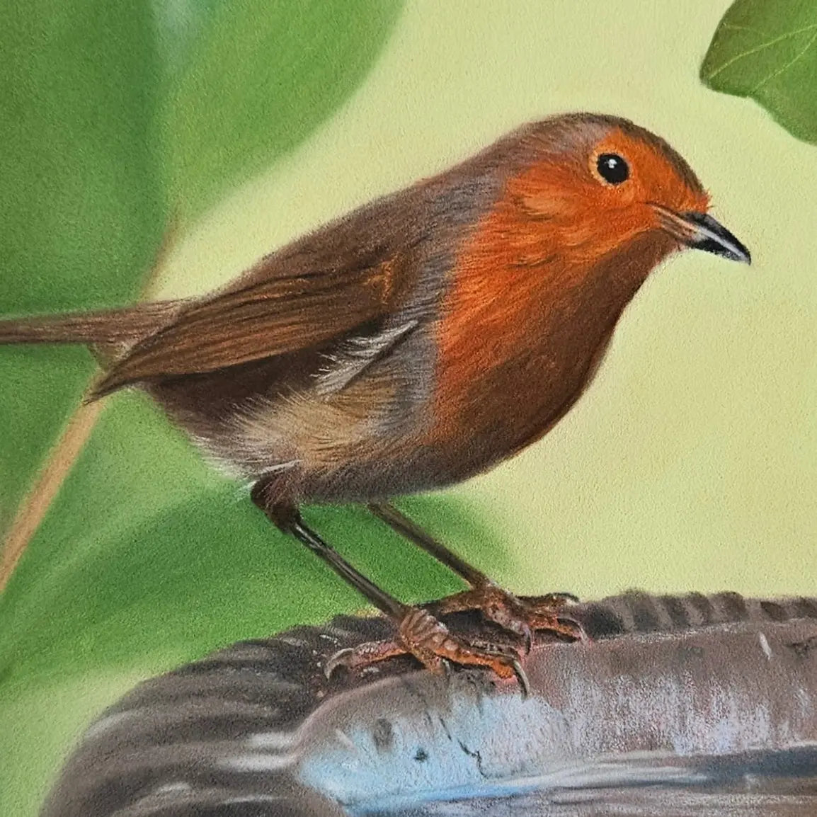 Robin bird on a birdbath