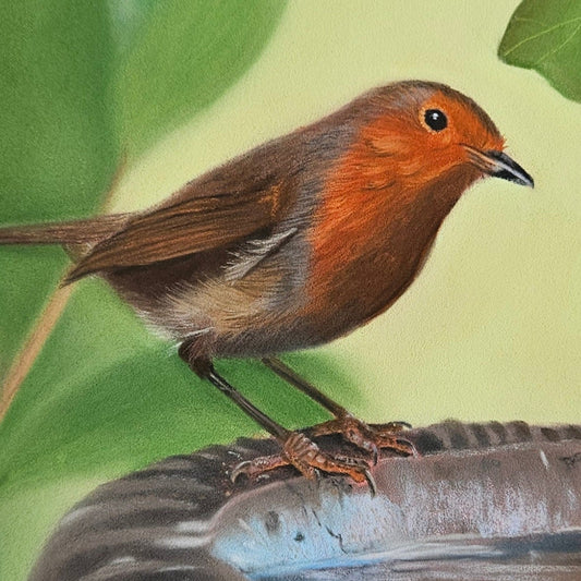 Robin bird on a birdbath