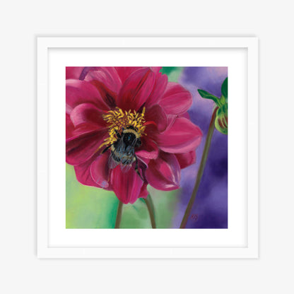Dahlia Delight fine art print in white wooden frame — bumblebee nestled in crimson dahlia petals, Karen Gourley Artist