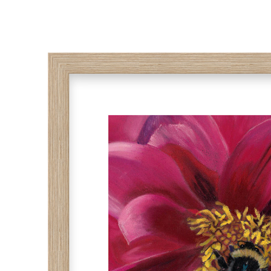 Dahlia Delight fine art print in natural wooden frame — bumblebee and deep pink dahlia artwork by Karen Gourley Artist