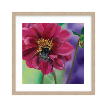 Dahlia Delight fine art print in natural wooden frame — bumblebee and deep pink dahlia artwork by Karen Gourley Artist