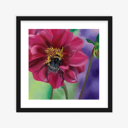 Dahlia Delight fine art print in black wooden frame — bumblebee nestled in crimson dahlia petals, Karen Gourley Artist