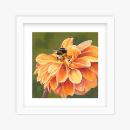 Full Bloom fine art print in white frame — bumblebee on vibrant orange dahlia by Karen Gourley Artist