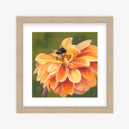 Full Bloom fine art print by Karen Gourley — bumblebee on orange dahlia in natural wooden frame