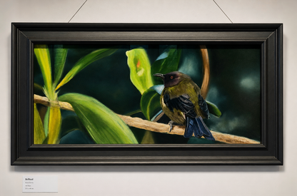 A Moment Between Songs - original soft pastel painting of a Canterbury bellbird by Karen Gourley Artist, better-lit version